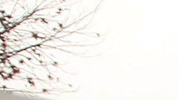 Los beneficiarios de DACA pueden obtener legalmente el Real ID, sin embargo, su periodo de validez debe corresponder con la fecha hasta la cual pueden permanecer en el país con estatus legal. 