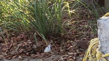 Parte de los paquetes hallados