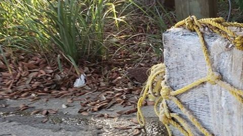 Parte de los paquetes hallados