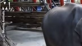 "Dumbo" tenía una grave infección que dañó sus huesos y músculos.