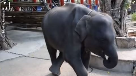 "Dumbo" tenía una grave infección que dañó sus huesos y músculos.