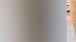 El pequeño elefante colapsó a una temperatura de más de 100 grados Farenheit.