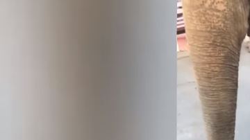 El pequeño elefante colapsó a una temperatura de más de 100 grados Farenheit.