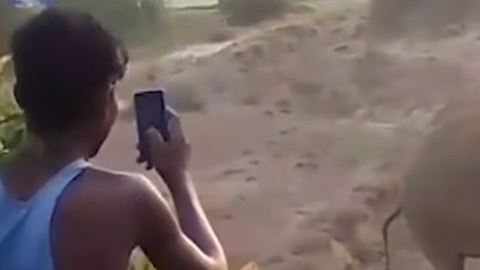 La madre solo quería que su cría muriera en paz.