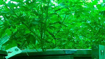 Hay muchas oportunidades de empleo en el mercado floreciente de la cannabis legal.