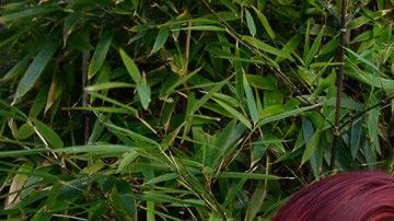 Adrián Mejía y su madre, Saira Diaz, aprender sobre hábitos alimentarios saludables a través del estudio de la Universidad del Sur de California y el Hospital de Niños de Los Ángeles. Adrián ya no consume sodas azucaradas, perdió algo de peso y comenzó a jugar fútbol. Díaz también redujo el consumo de azúcar y perdió 15 libras. (Rob Waters for KHN)