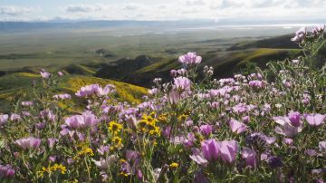 Flores silvestres cubren estas colinas de la cordillera de Tremblor en el Monumento Nacional de Carrizo Plain cerca de Taft, California
