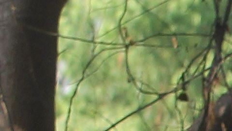 AMLO afirma que se "terminó" la guerra contra el narco.