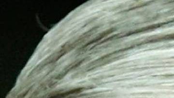 Trump ha tratado de desprestigiar la investigación de Mueller.