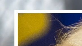 El 70% de los inmigrantes pasó la prueba genética del gobierno Trump