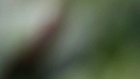 Un campesino  muestra un puñado de savia de opio cosechada.