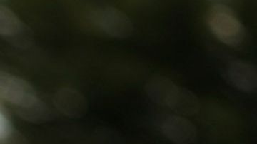 El presidente Trump ha afirmado que los inmigrantes aumentan la delincuencia.