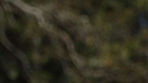 El tiroteo en Florida reabrió el debate sobre el control de armas