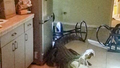 El caimán entró por la parte baja de una de las ventanas de la cocina.