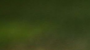 Las semifinales del Clausura 2019 de la Liga Bancomer MX ya están listas.