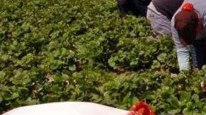 Los trabajadores del campo foráneos son entre el 54% y el 58% del total de personas que trabaja en las cosechas de los campos.