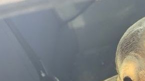 El león marino se mostró tranquilo y juguetón con los rescatistas.