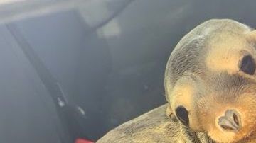 El león marino se mostró tranquilo y juguetón con los rescatistas.