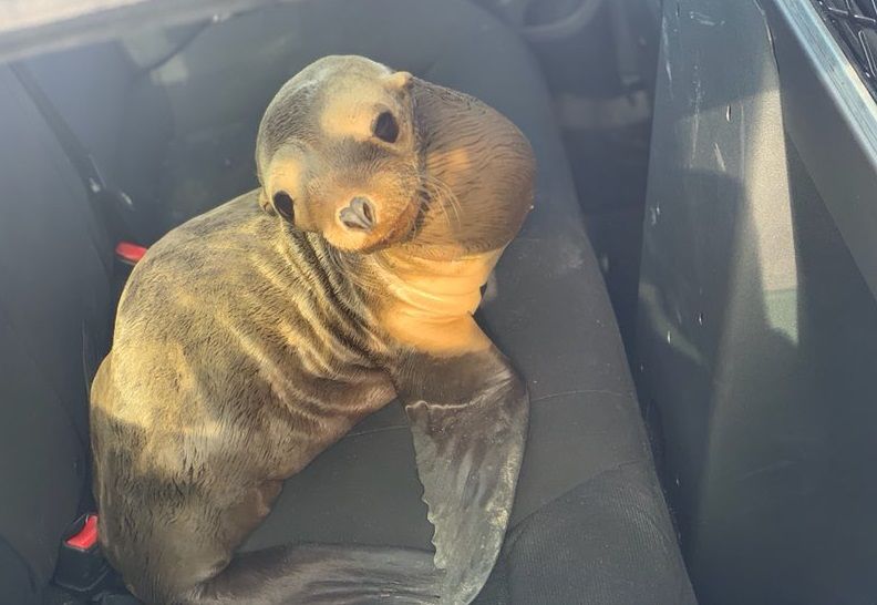 Policia Rescato A Un Leon Marino Bebe En Autopista De San Francisco La Raza