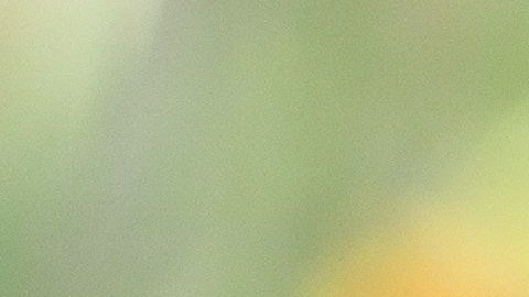 Emma era una mezcla de shih tzu como el perro de esta foto.