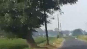 Cuerpo junto a gallo negro