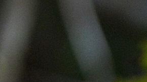 Tres orangutanes bebés  cuelgan de un árbol mientras asistían a la "escuela de la jungla" en el centro internacional de rescate de animales a las afueras de la ciudad de Ketapang en Kalimantan Occidental.