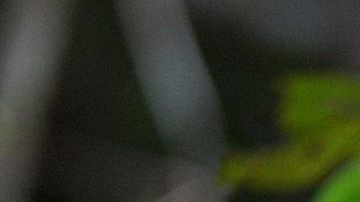 Tres orangutanes bebés  cuelgan de un árbol mientras asistían a la "escuela de la jungla" en el centro internacional de rescate de animales a las afueras de la ciudad de Ketapang en Kalimantan Occidental.