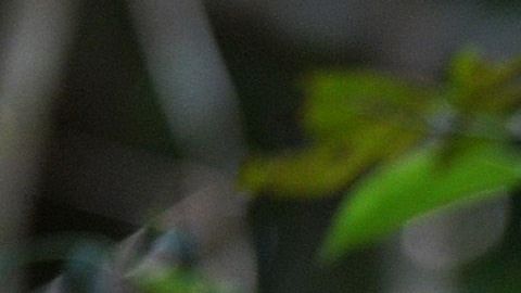 Tres orangutanes bebés  cuelgan de un árbol mientras asistían a la "escuela de la jungla" en el centro internacional de rescate de animales a las afueras de la ciudad de Ketapang en Kalimantan Occidental.