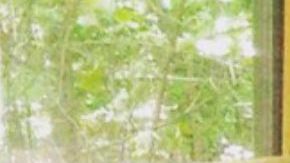 Los osos disfrutaron del agua caliente del jacuzzi.