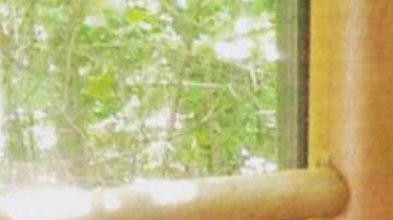 Los osos disfrutaron del agua caliente del jacuzzi.