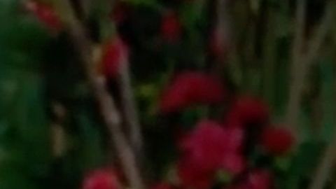 Pati Chapoy, conductora principal de "Ventaneando"