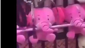 Los perritos se ven muy nerviosos cuando baja la garra mecánica.