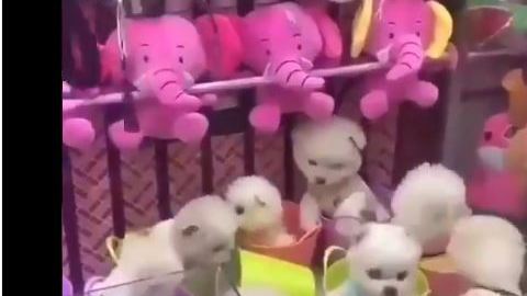 Los perritos se ven muy nerviosos cuando baja la garra mecánica.