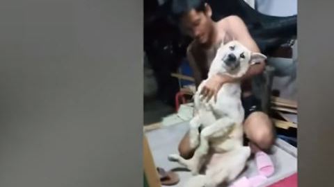 Por más que quisieron ponerlo de pie, el perro se negó.