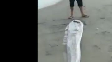 El pez remo se le considera una mala señal.