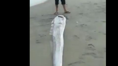 El pez remo se le considera una mala señal.