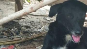 EL perro que salvó a un bebé enterrado vivo.