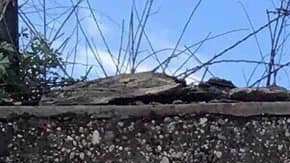 El artista Milton Coronado hizo un mural para rendir homenaje a Marlen Ochoa López.