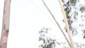 Alan Pulido prefiere quedarse en las Chivas del Guadalajara