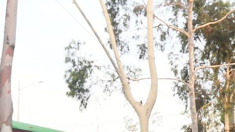 Alan Pulido prefiere quedarse en las Chivas del Guadalajara