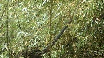 Un oso panda albina avistado por primera vez.