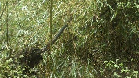 Un oso panda albina avistado por primera vez.