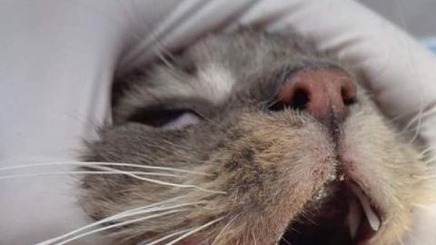 Un refugio de animales de la zona consiguó curar a uno de los gatos afectados..