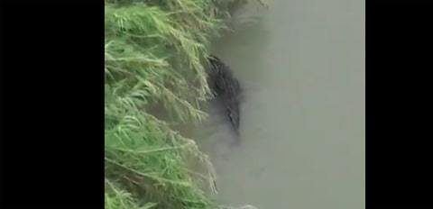No es la primera vez que se advierte de la presencia de cocodrilos en el río Bravo.