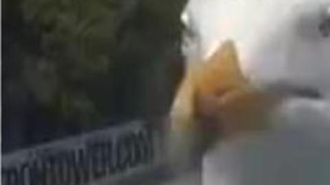 Gaviota bloquea la cámara de tráfico de Londres.