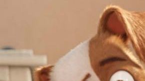 "The secret life of pets"