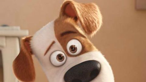 "The secret life of pets"