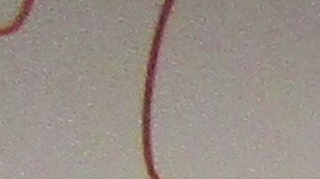 Brandon Sedin con su premio de lotería.