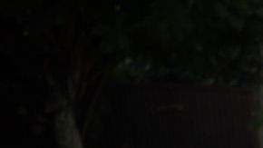 shutterstock_1174905532