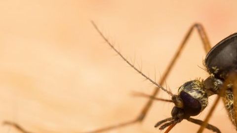 mosquito malaria